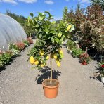  Citrónovník (Citrus limon) ´EUREKA´ - výška 110-130 cm, obvod kmeňa 8/10 cm, kont. C25L